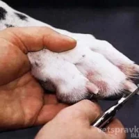 Ветеринарная клиника Аврора Фото 2 на проекте Omsk.vetspravka.ru Ветеринарная клиника Аврора Фото 2 на проекте Omsk.vetspravka.ru