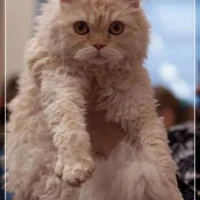 Клуб любителей кошек Funny Cat Club Фото 2 на проекте Omsk.vetspravka.ru Клуб любителей кошек Funny Cat Club Фото 2 на проекте Omsk.vetspravka.ru