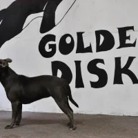 Дог-центр Golden Disk Фото 2 на проекте Omsk.vetspravka.ru Дог-центр Golden Disk Фото 2 на проекте Omsk.vetspravka.ru