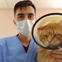Выездная ветеринарная служба Скорый кот Фото 2 на проекте Omsk.vetspravka.ru Выездная ветеринарная служба Скорый кот Фото 2 на проекте Omsk.vetspravka.ru