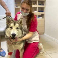 Ветеринарная клиника Евровет Фото 2 на проекте Omsk.vetspravka.ru Ветеринарная клиника Евровет Фото 2 на проекте Omsk.vetspravka.ru